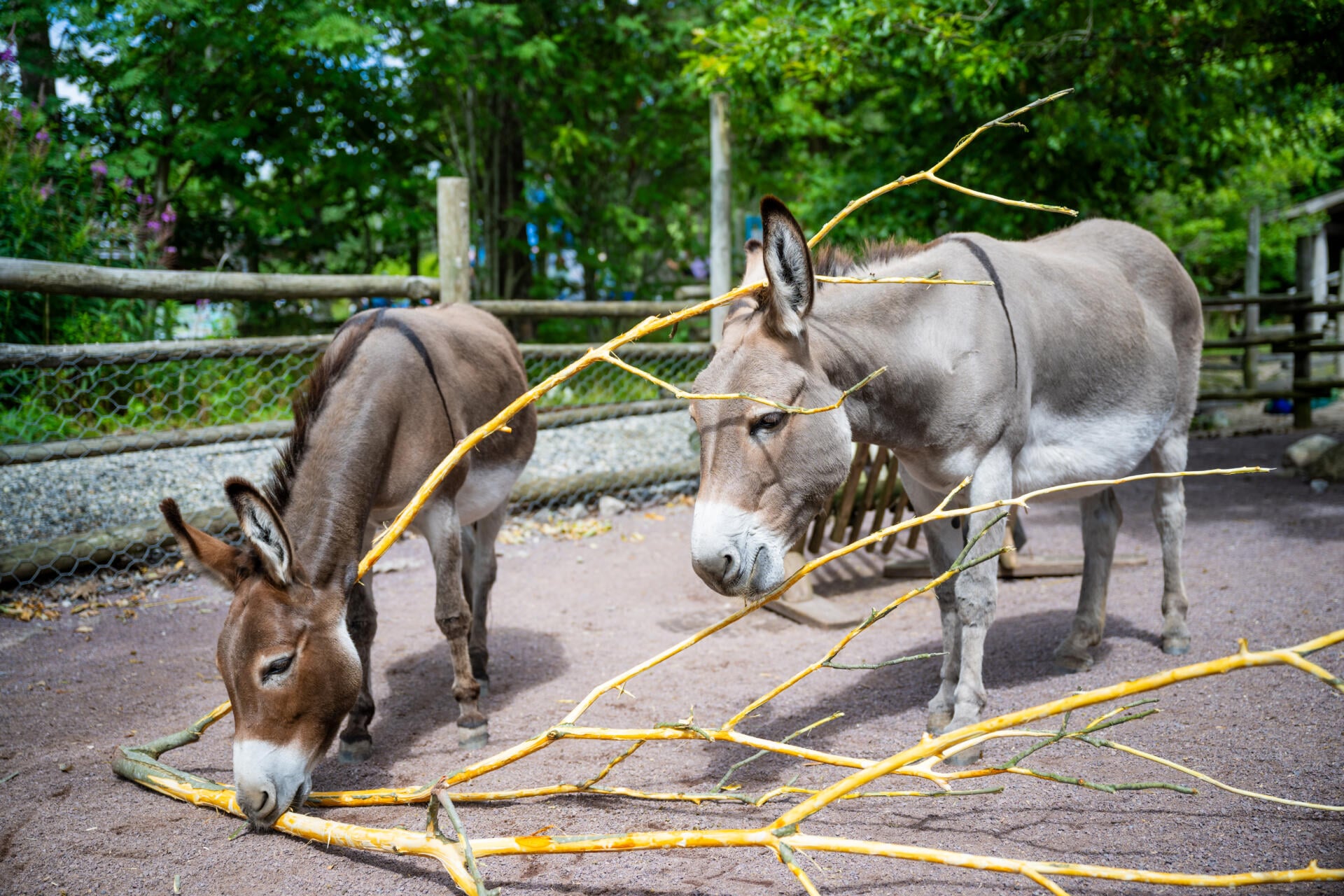 Esel står i sola og lukter på kvister i Dyreparken.