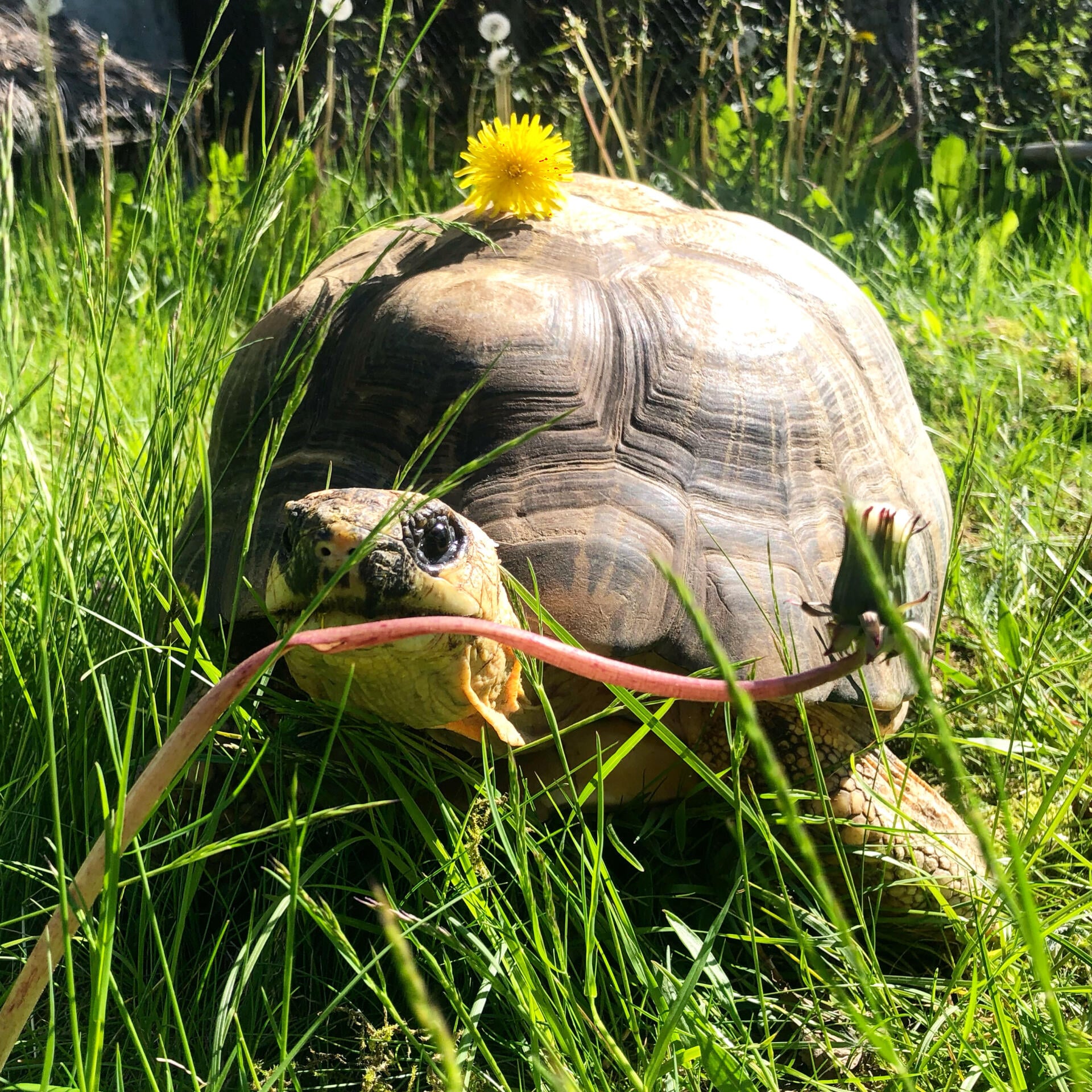 En Stråleskilpadde ute på gresset i sola.