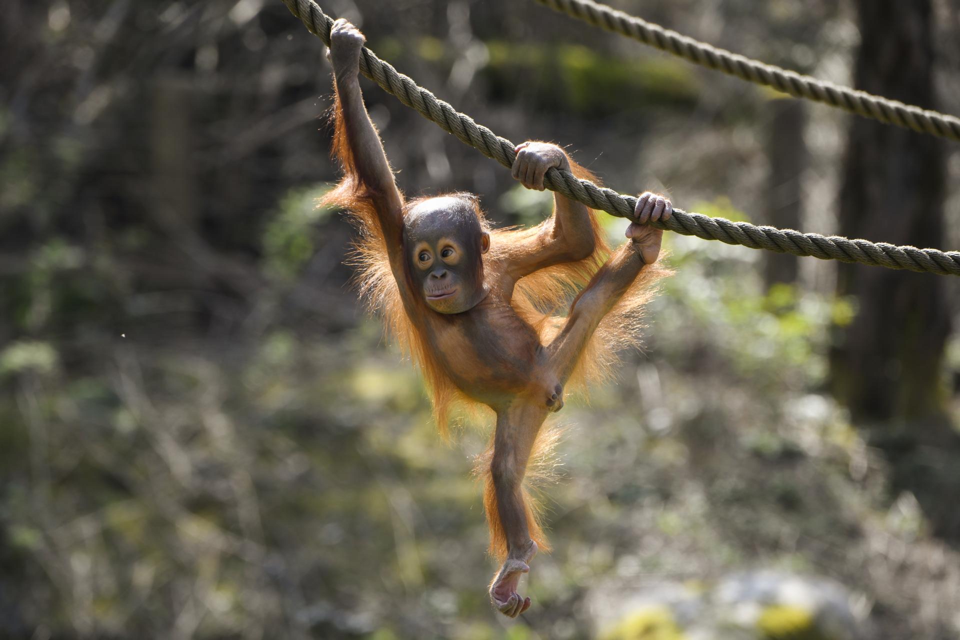 Orangutang, Dyr