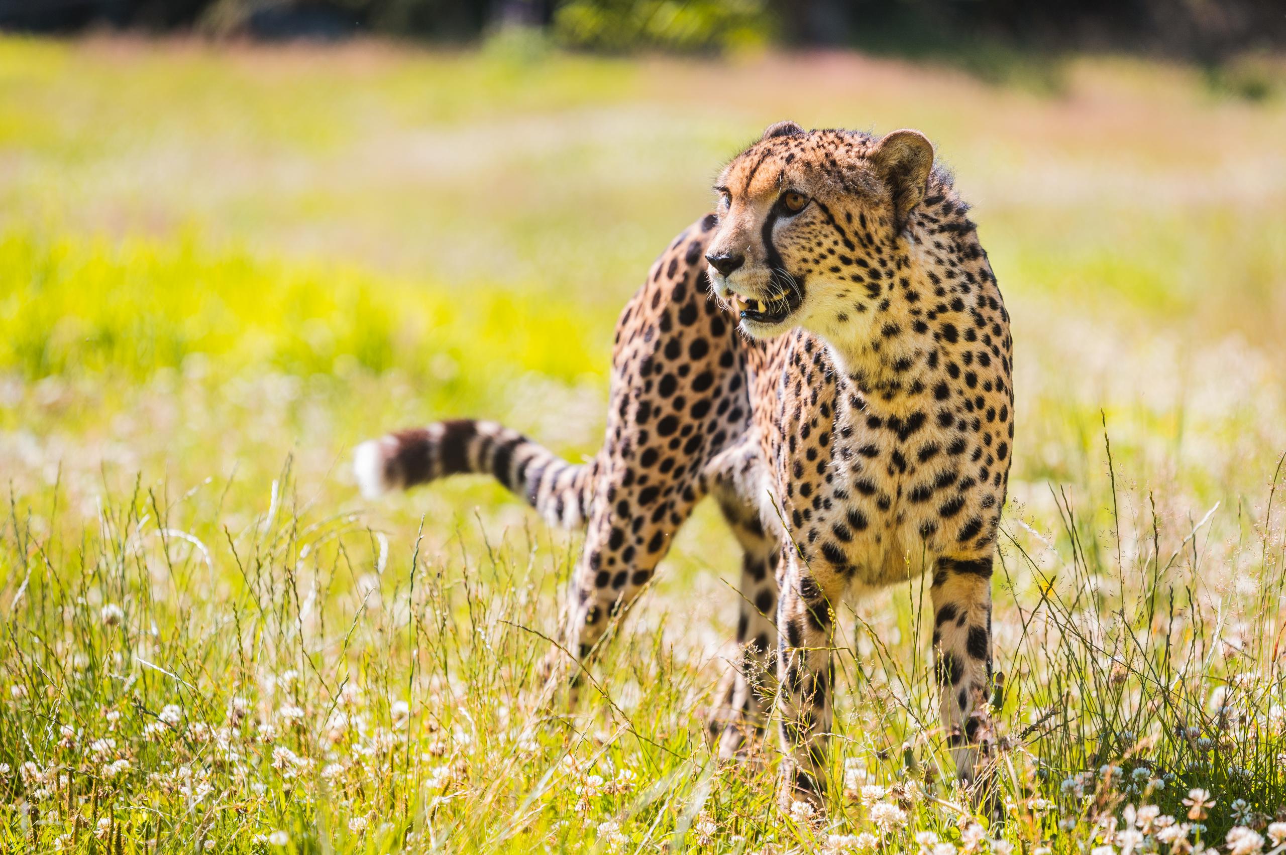 rapidclick gepard
