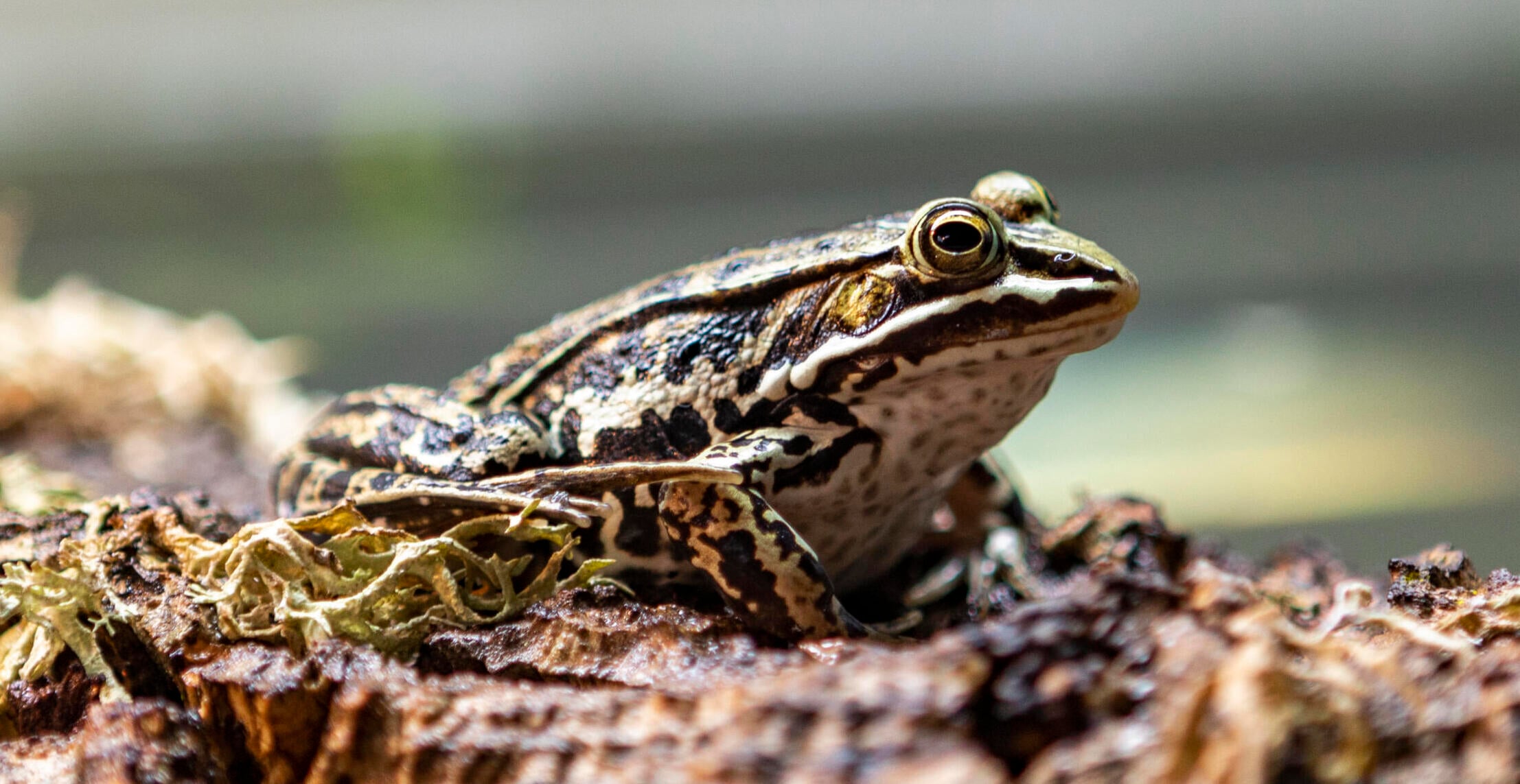 dyr-damfrosk-bevaring