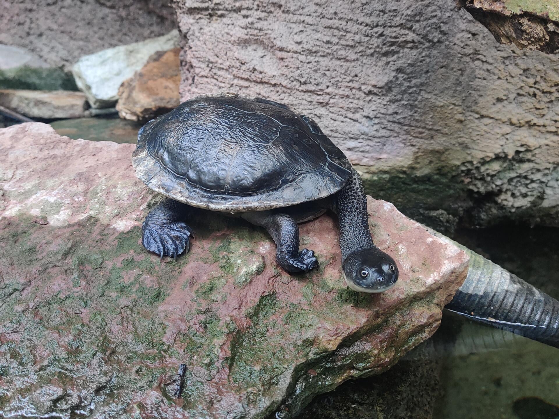 I terrariet befinner en snodig Slangehalsskildpadde seg på en stein ved vannet.
