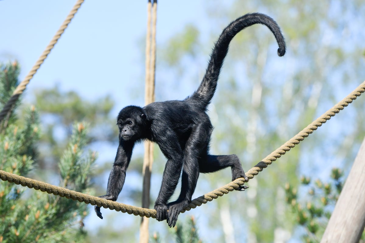 En fin Edderkoppape går på et tau i Dyreparken.