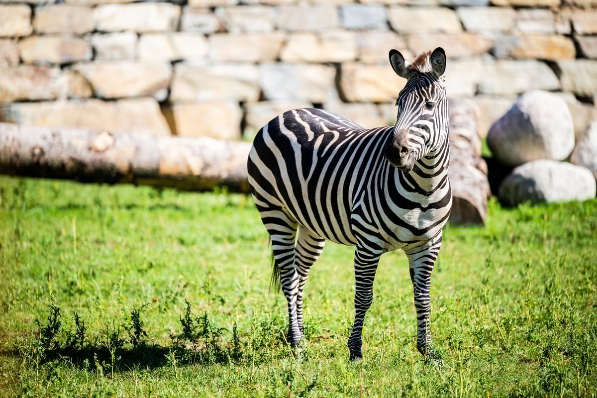 Steppesebra ute i sola.