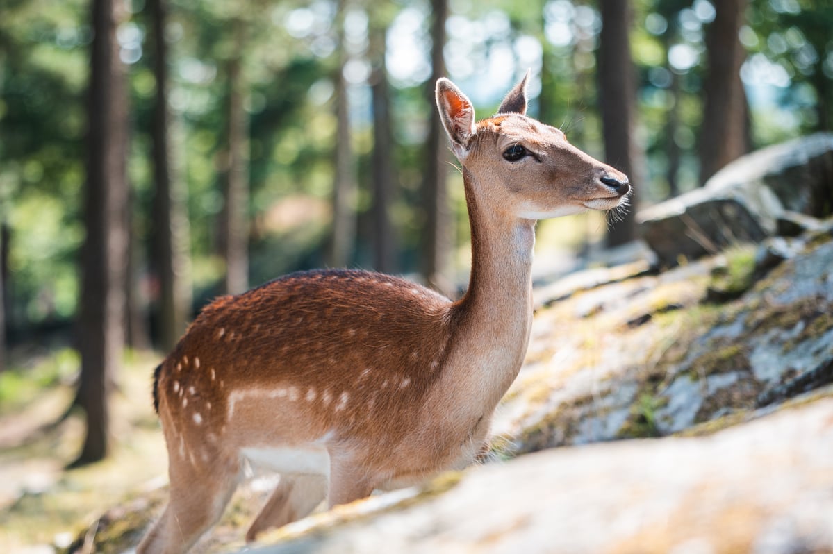Dåhjort ute i Dyreparken.