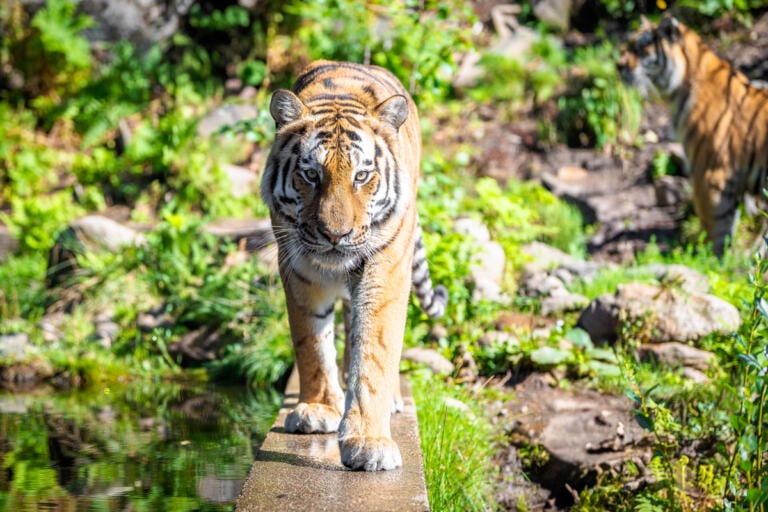 tiger som balanserer på en mur