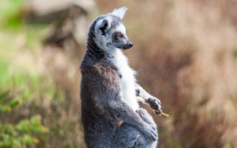Apeskogen (besøk ekornaper og lemur)