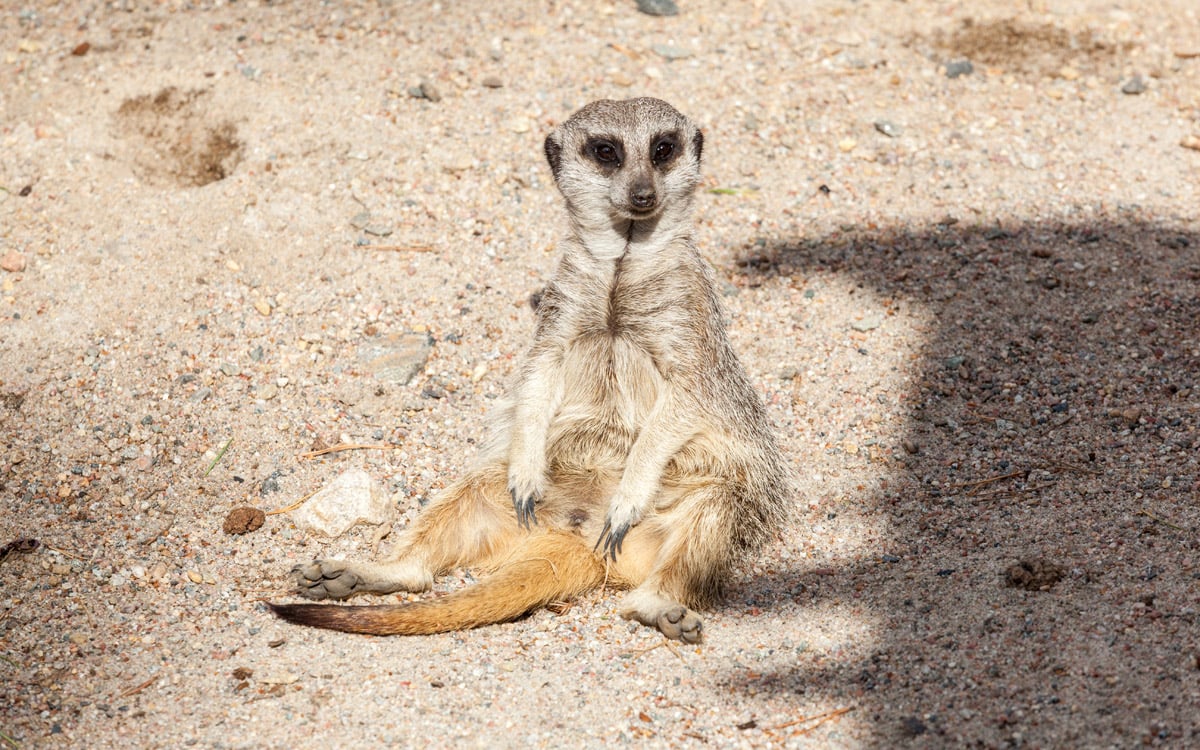 Surikat sitter og soler seg i Dyreparken.